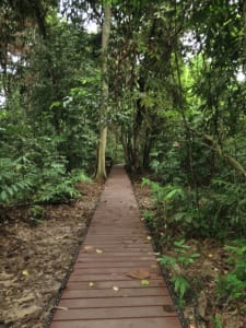 Der Weg in den Dschungel Der Weg in den Dschungel